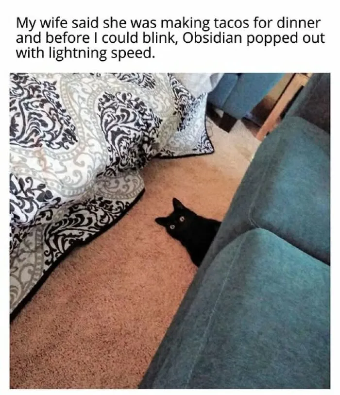 “Seconds Before He Risked It All”: 67 Memes That Are Funny Because They Involve Cats