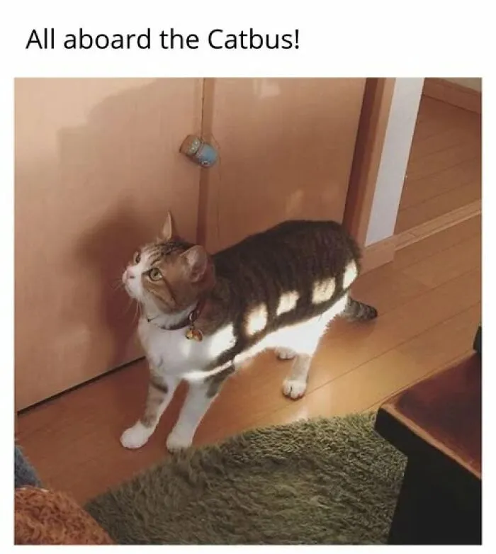 “Seconds Before He Risked It All”: 67 Memes That Are Funny Because They Involve Cats