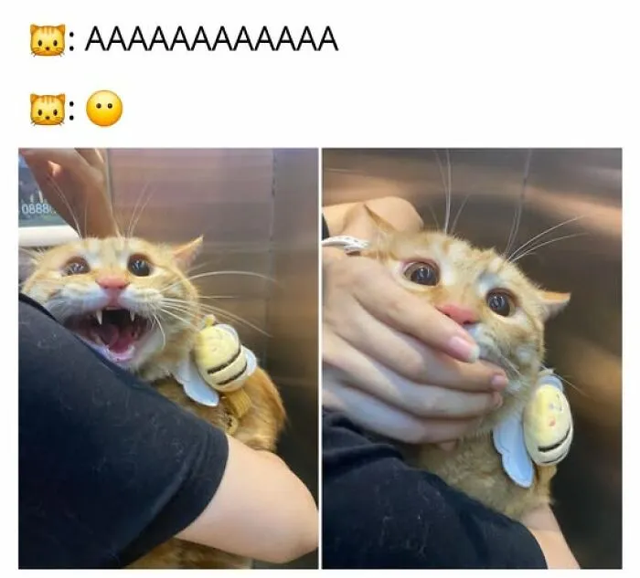 A split image of an orange cat wearing a bee costume, first yelling, then silenced by a hand. A funny cat meme.