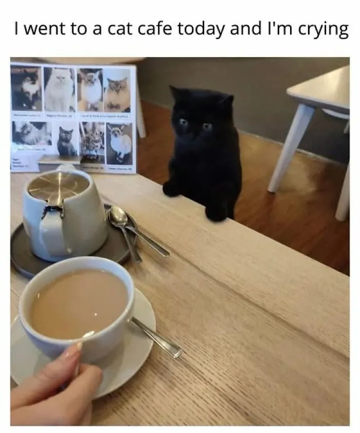 An entertaining cat meme from a cat cafe, with a curious black cat peering over the table at a cup of coffee.