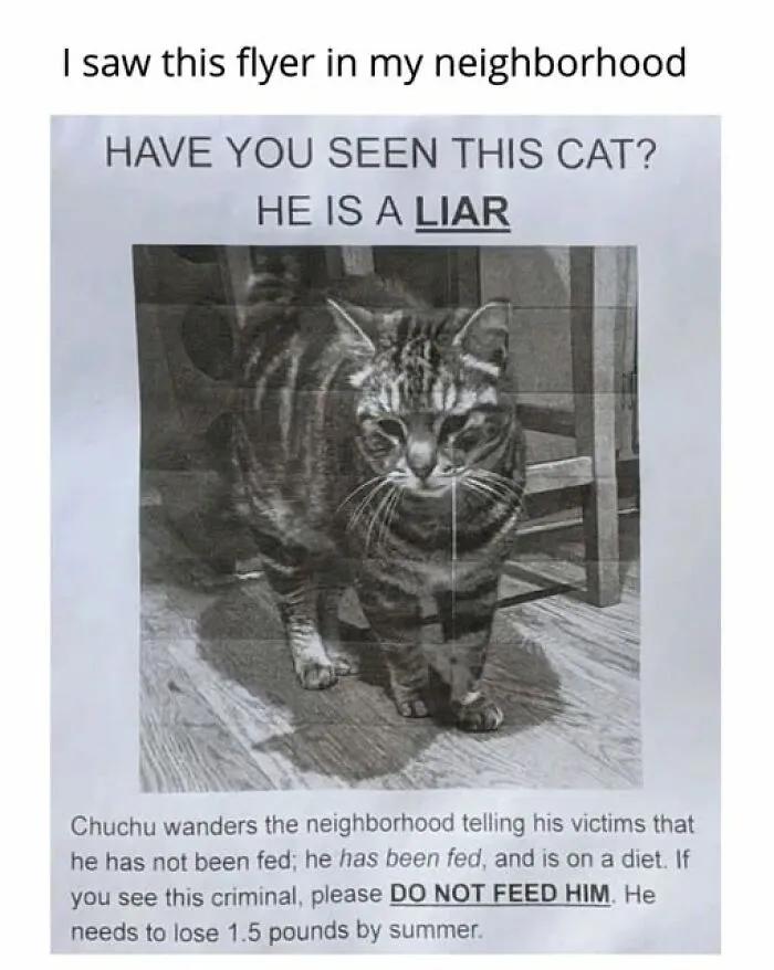 An entertaining cat meme: a flyer titled Have you seen this cat? He is a liar, with a picture of a tabby.