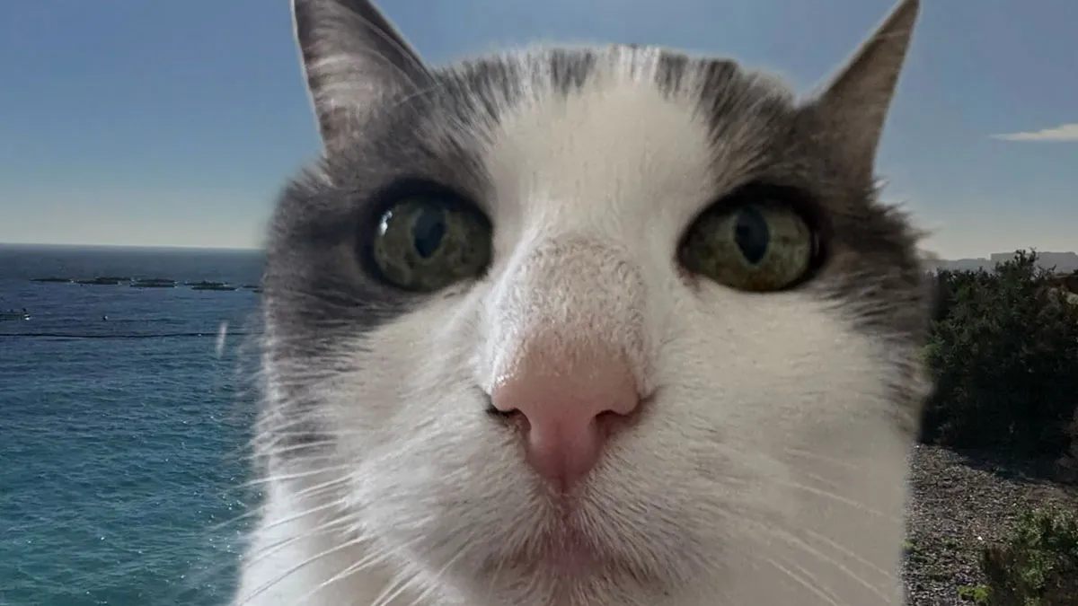 47 Hilarious Cat Memes That Turn Everyday Feline Drama Into Purrfect Comedy