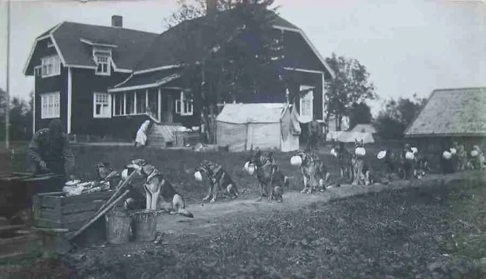 Perros de la patrulla fronteriza esperando la cena, Finlandia, 1940