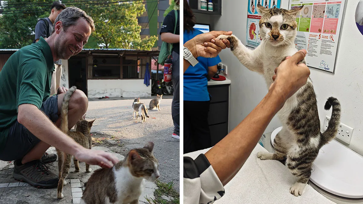 ‘Cats Of Penang’ Shows What Can Happen When Cat Lovers Organize Around One Goal
