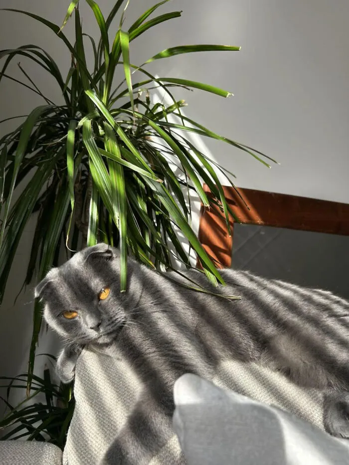 My Gorgeous Scottish Fold Cat