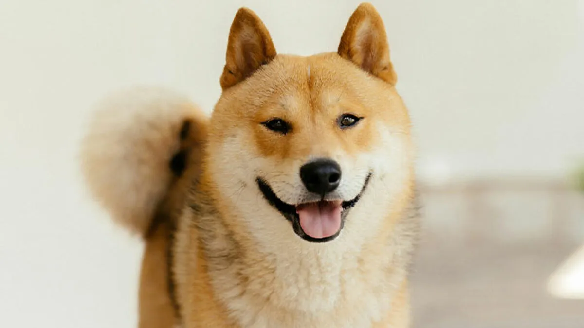 Quietest Dog Breeds Exposed By Experts, Perfect For Peaceful Homes