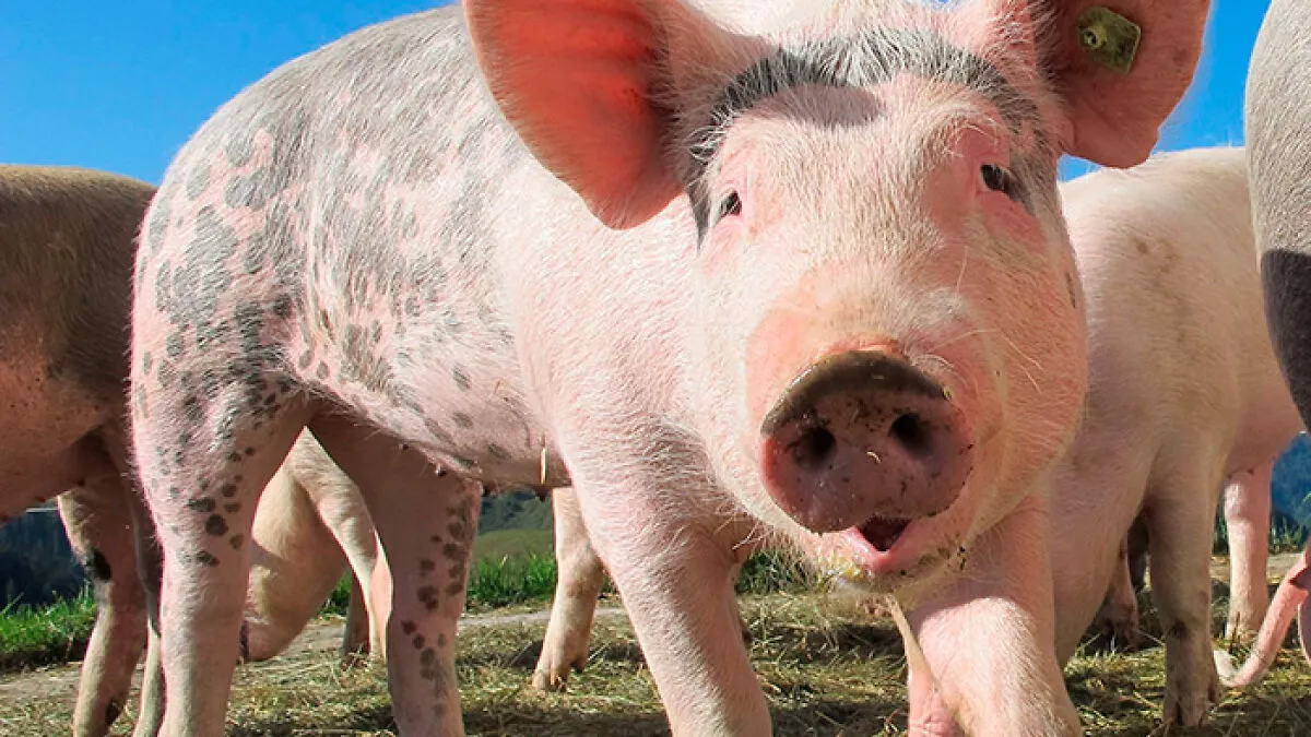 Experts Warn ‘Spoiled Pig Syndrome’ Could Be The Bizarre Relationship Trend That Ruins Modern Dating