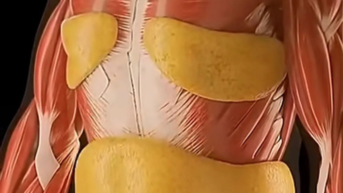 Mind-Blowing Simulation Reveals What 36 Hours Of Fasting Really Does To Your Body
