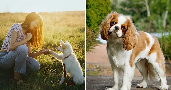 Quietest Dog Breeds Exposed By Experts, Perfect For Peaceful Homes