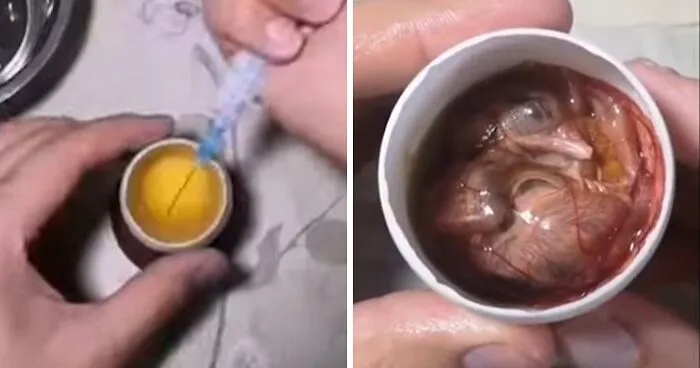"Quite Horrifying": Man Successfully Grows A Chicken In An Open Egg And Gets It On Video