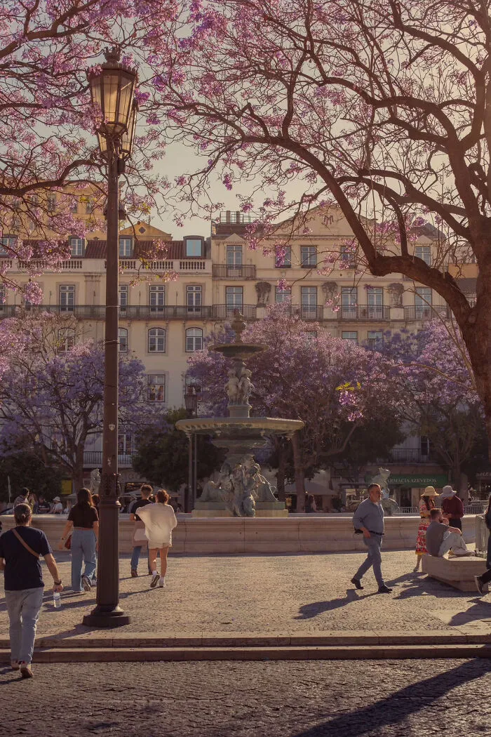 Blossoms In Lisbon