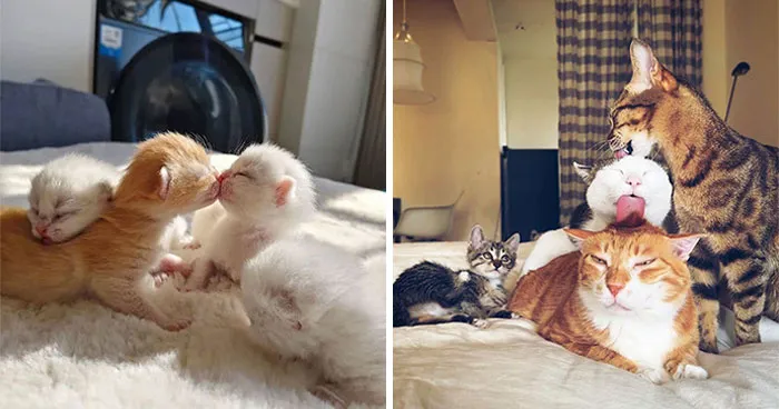 33 Fotos de gatos tan adorables como divertidas para sacarte una sonrisa