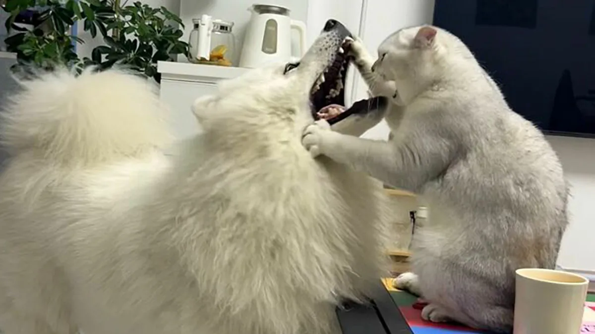 30 New Photos Of Dogs Being Their Delightfully Weird Selves, As Shared By This Facebook Page