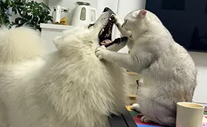30 New Photos Of Dogs Being Their Delightfully Weird Selves, As Shared By This Facebook Page