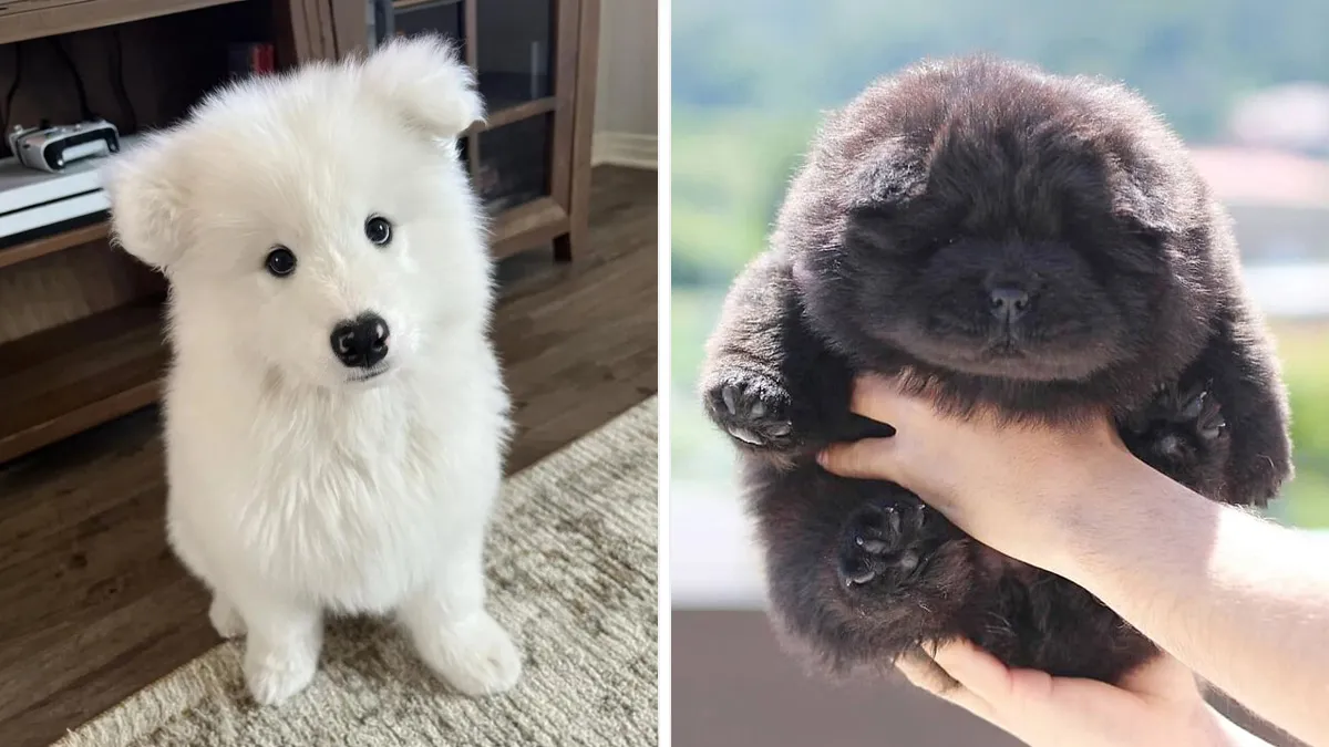 40 Puppies Shared By This Community So Adorable They Might Instantly Improve Your Day