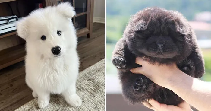 40 Puppies Shared By This Community So Adorable They Might Instantly Improve Your Day