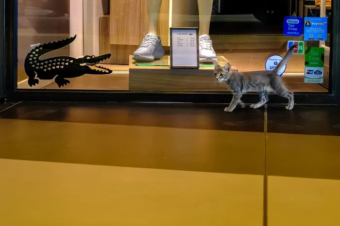 This Photographer Captures The Beautifully Odd Details Hiding In Plain Sight Around Cities (80 Pics)
