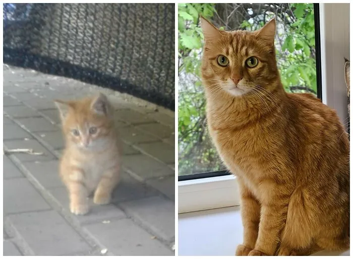 This Community Shares Cats As Kittens And Adults, And The Transformations Are Delightful (25 New Pics)
