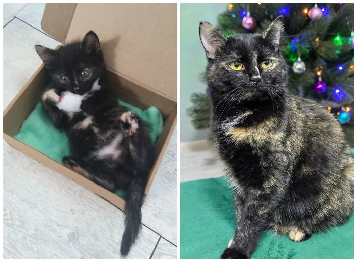 This Community Shares Cats As Kittens And Adults, And The Transformations Are Delightful (25 New Pics)
