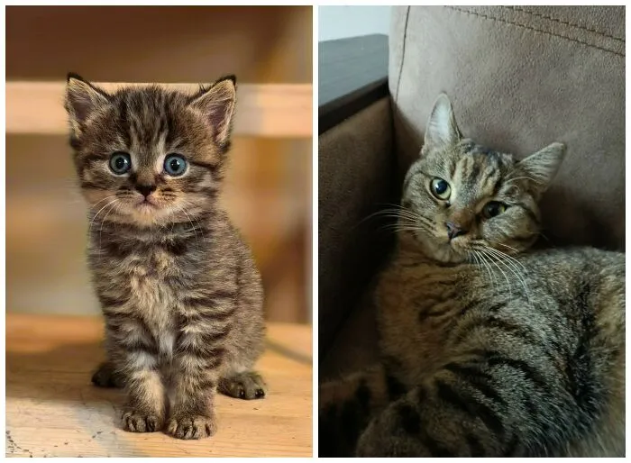 This Community Shares Cats As Kittens And Adults, And The Transformations Are Delightful (25 New Pics)