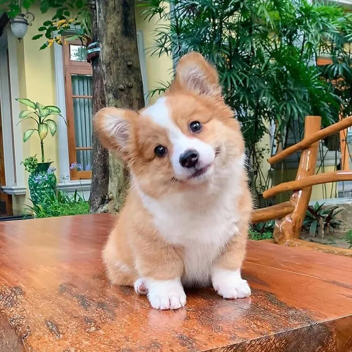40 Puppies Shared By This Community So Adorable They Might Instantly Improve Your Day