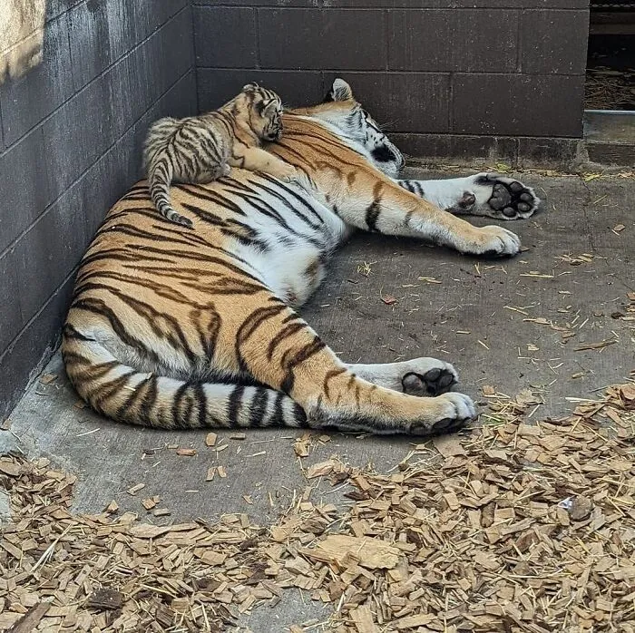 This Page Shared 65 Irresistible Pics Of Baby Animals And Their Moms