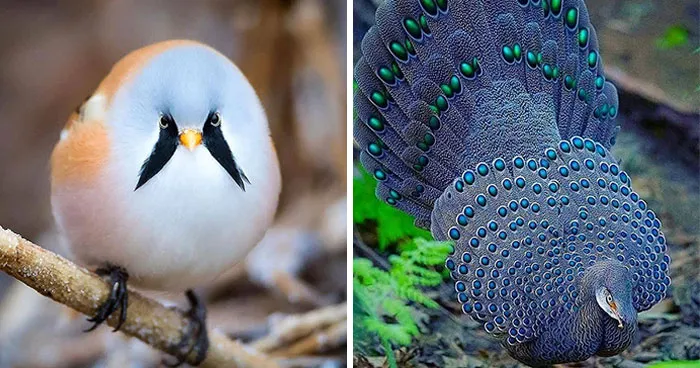 ‘Best Bird Shots’ 80 Amazing Photos Showing The Beauty Of Wildlife In Detail