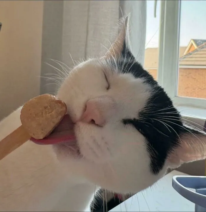 51 Cats Having Such A Good Time With Their Food, It's Impossible Not To Laugh