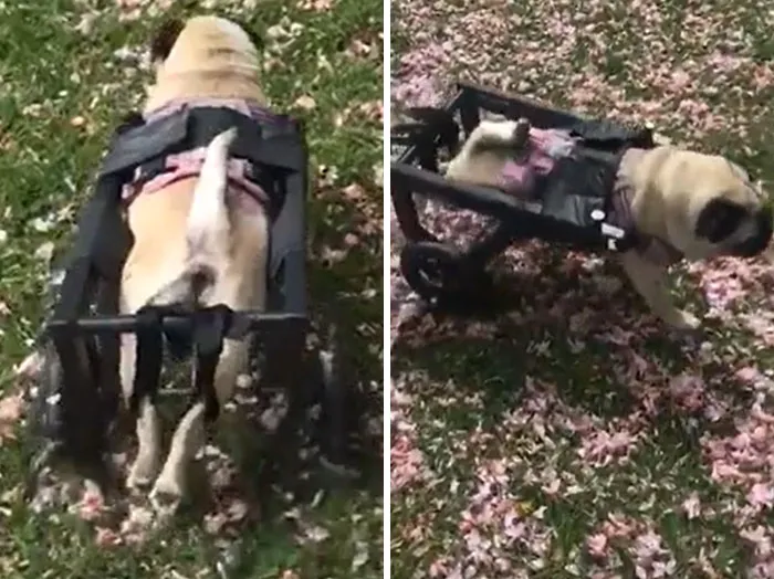 Diseñé e imprimí en 3D una silla de ruedas para el perro de un desconocido, y ahora recibo estos fantásticos vídeos