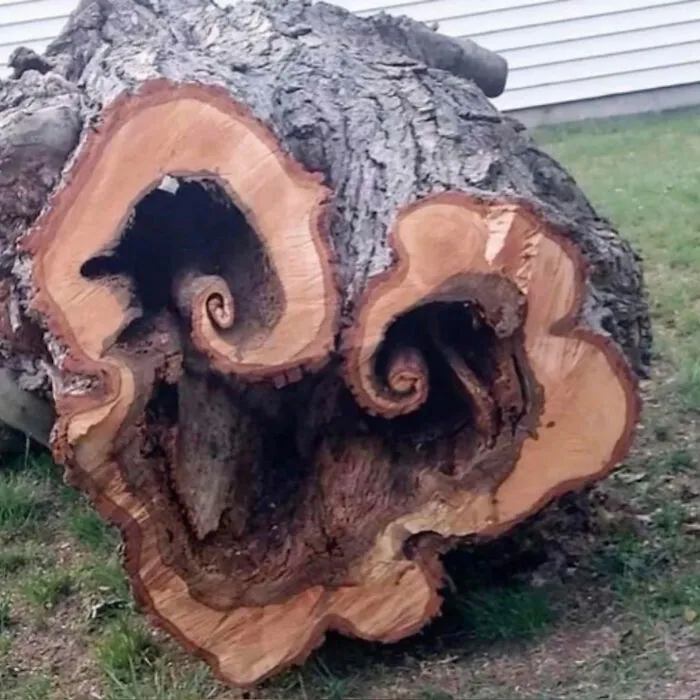 33 Fotos divertidas, curiosas e interesantes sacadas de internet