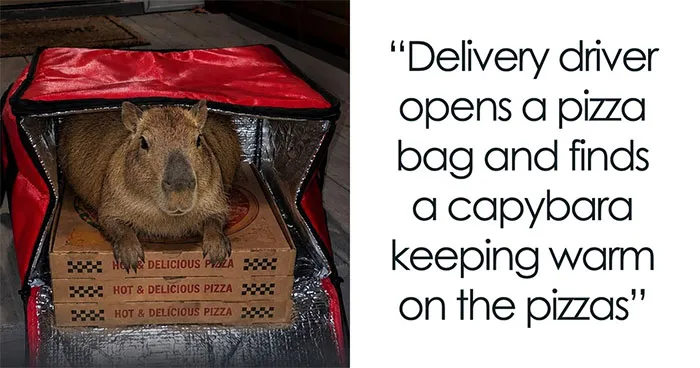 25 Funny “Facts” Shared By A Page Dedicated To These Adorable Animals