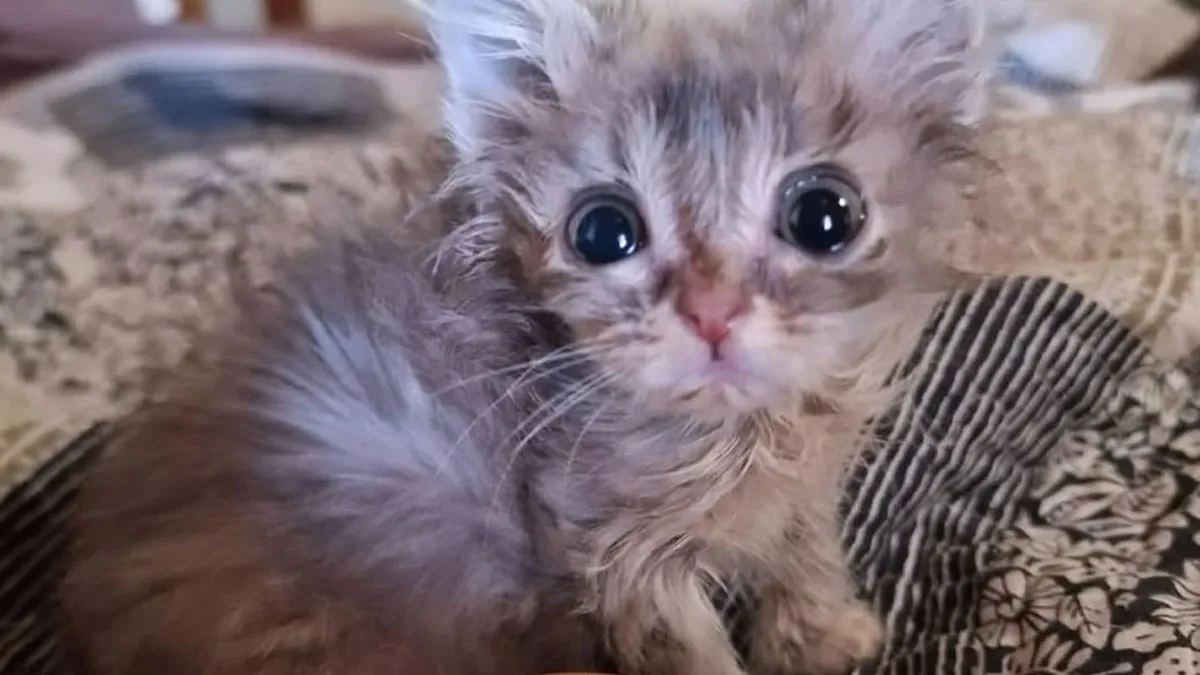 50 Funny Cat Memes That Prove Life Is Better When Cats Are Being Weird