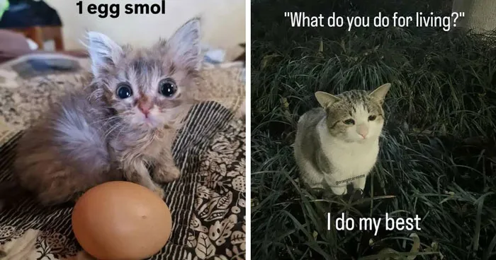 50 Funny Cat Memes That Prove Life Is Better When Cats Are Being Weird