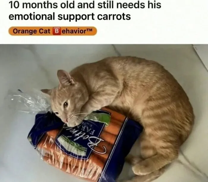 “Inside Of My Juice Box”: 62 Posts That Might Make You Laugh More Than They Should