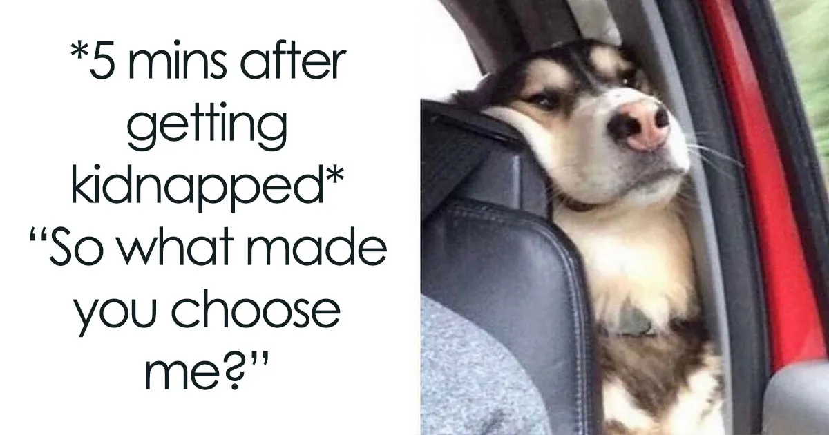 78 Hilarious Memes That Made The Internet A Slightly Better Place Today