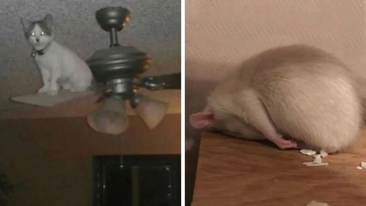 These Memes From “Animals Doing Things” Are Cute, Chaotic, And Very Relatable (40 New Pics)