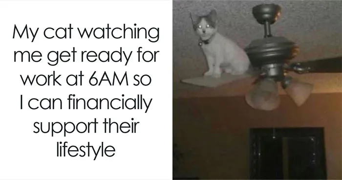 These Memes From “Animals Doing Things” Are Cute, Chaotic, And Very Relatable (40 New Pics)