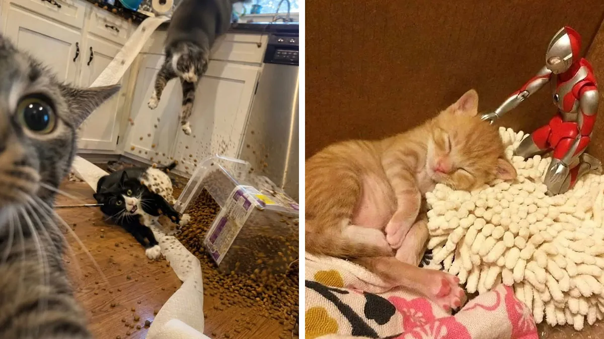 This Page Shared 45 New Funny Pics With Cats Who Have Absolutely No Respect For Rules Or Logic
