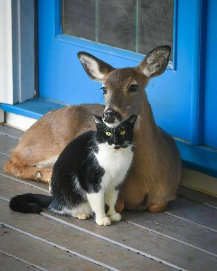 64 Wholesome Animal Photos Shared By This Page That Might Make You Smile Without Even Trying