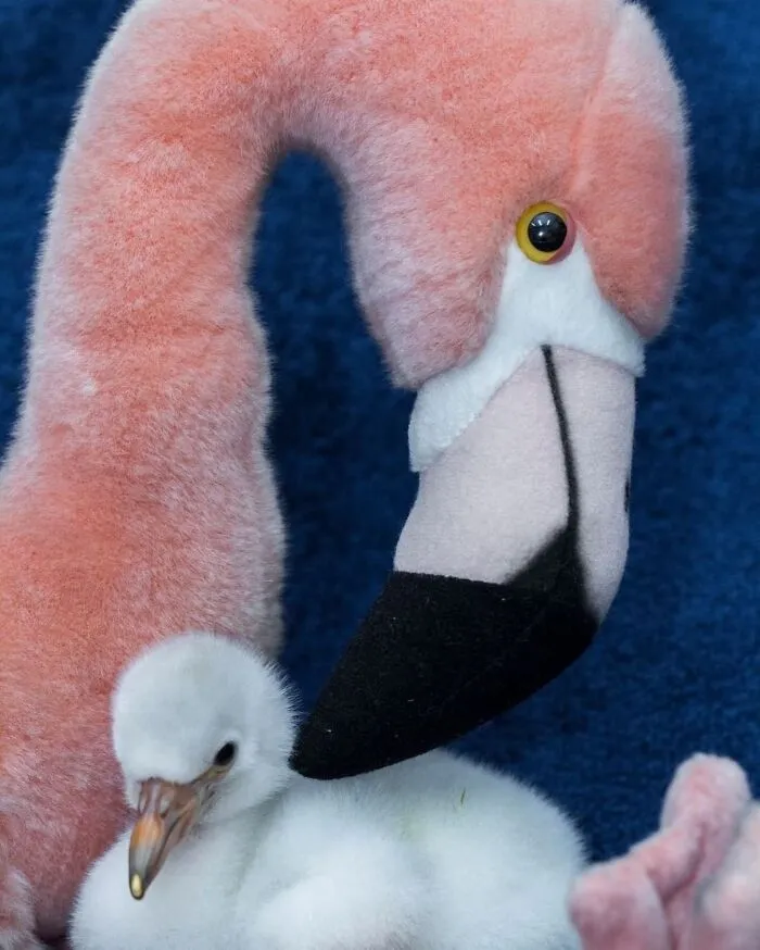Baby flamingo snuggling under its mother's neck