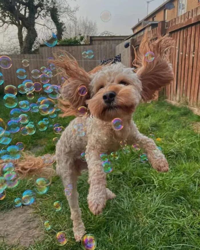 64 Wholesome Animal Photos Shared By This Page That Might Make You Smile Without Even Trying