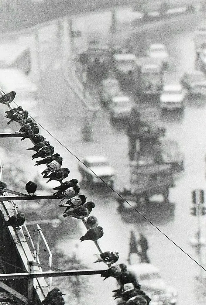 André Kertész - Buenos Aires, Argentina ( 1962 )