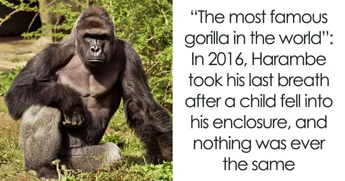 Harambe Is Still More Than A Meme: Ten Years Later, The Real Story Deserves A Proper Reckoning