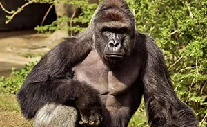 Harambe Is Still More Than A Meme: Ten Years Later, The Real Story Deserves A Proper Reckoning
