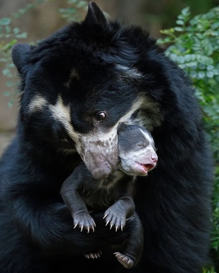 Black bear cuddling and nuzzling its tiny cub in a natural setting