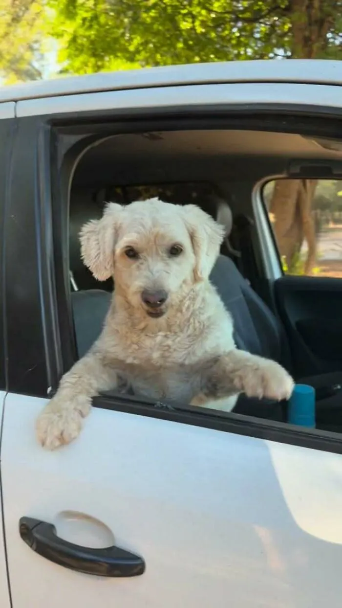 What It Takes To Care For More Than 600 Rescue Dogs: A Look Inside Refugio El Montecito