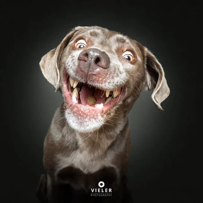 30 New Touching Pictures Of Senior Dogs By Christian Vieler That Might Melt Your Heart