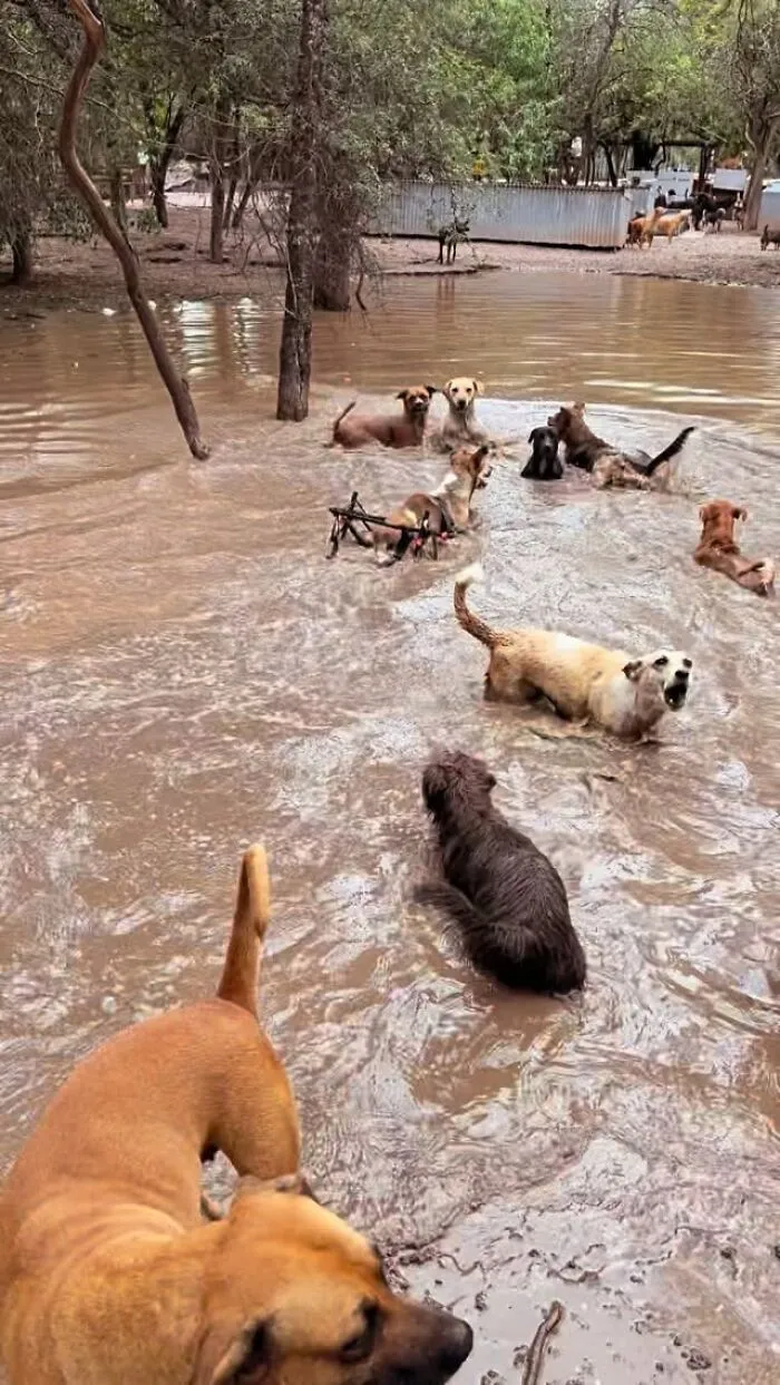 What It Takes To Care For More Than 600 Rescue Dogs: A Look Inside Refugio El Montecito