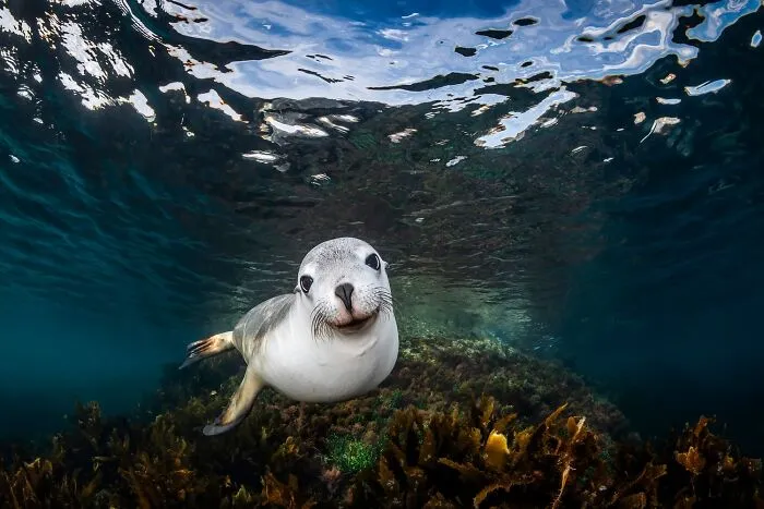 Bronze: Sea Lion Smile By Remuna Beca