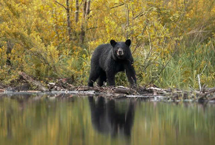 Nominee: Gentle Reflection By Dave Shaffer
